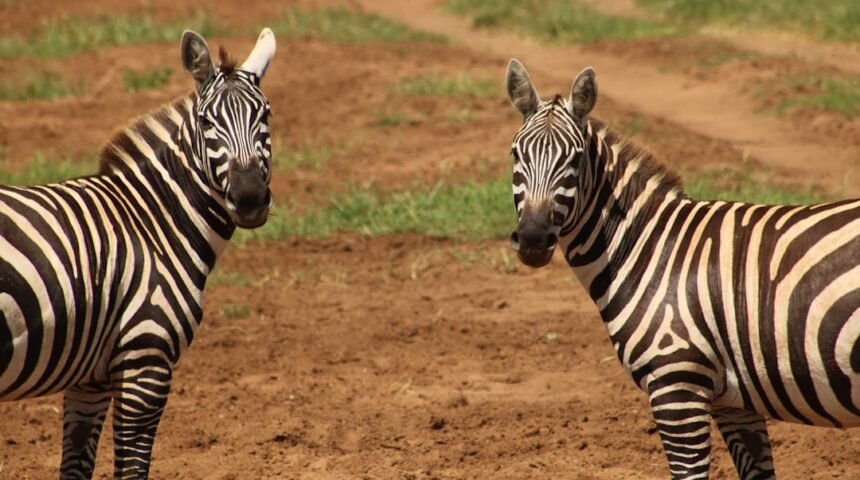 “Morais Destaca na Amistosa: Não Há Mais Espaço Para Zebras”