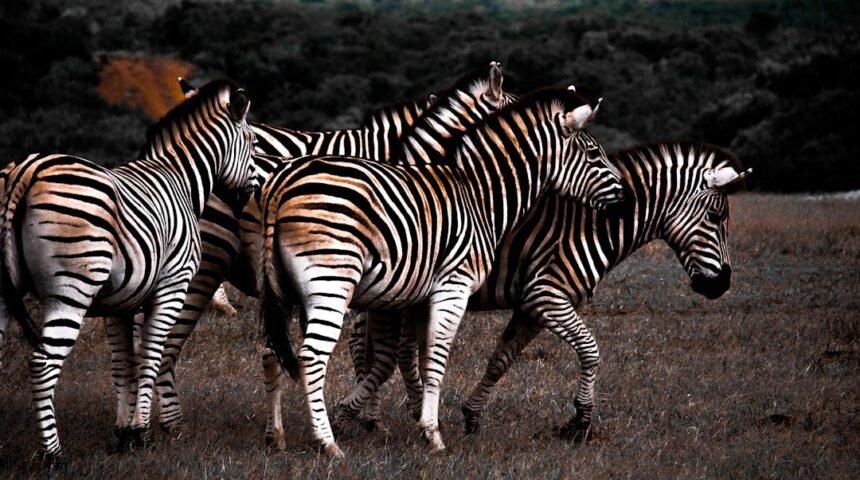 “Não Há Mais Espaço Para Zebras no Futebol”