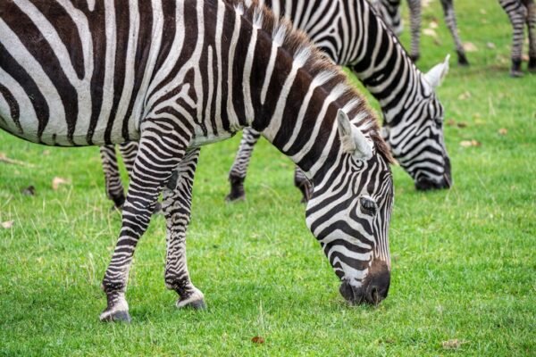 “Morais: Não Há Mais Espaço para Zebras no Futebol”