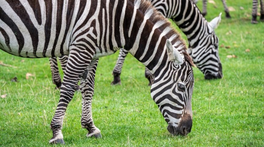 “Morais: Não Há Mais Espaço para Zebras no Futebol”