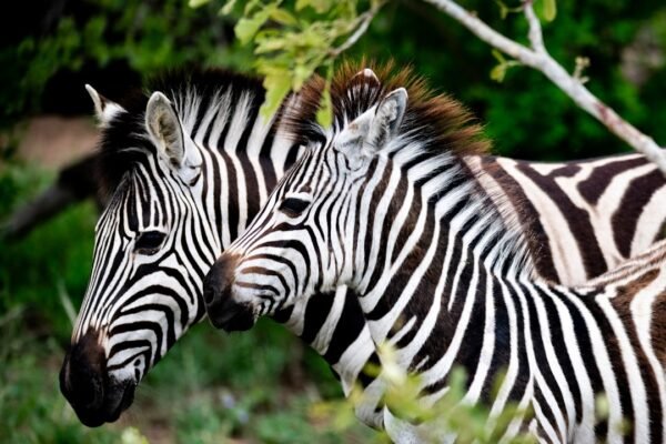 A Era dos Zebras está Velha