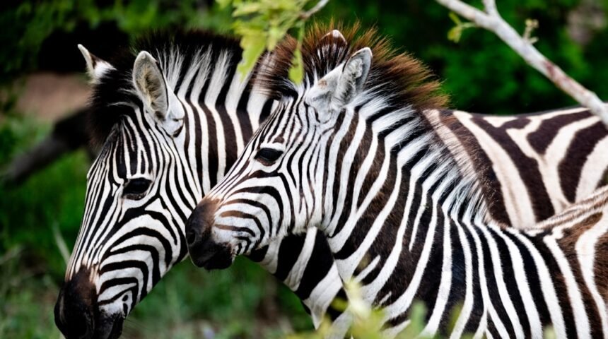 A Era dos Zebras está Velha