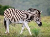 O Futuro do Futebol Brasileiro: A Era das Zebra Chegou ao Fim