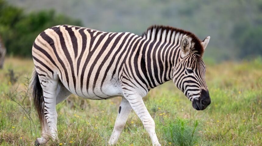 O Futuro do Futebol Brasileiro: A Era das Zebra Chegou ao Fim