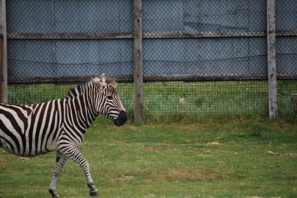 “Não há mais espaço para a ‘zebra’ no futebol: Morais destaca em amistoso”