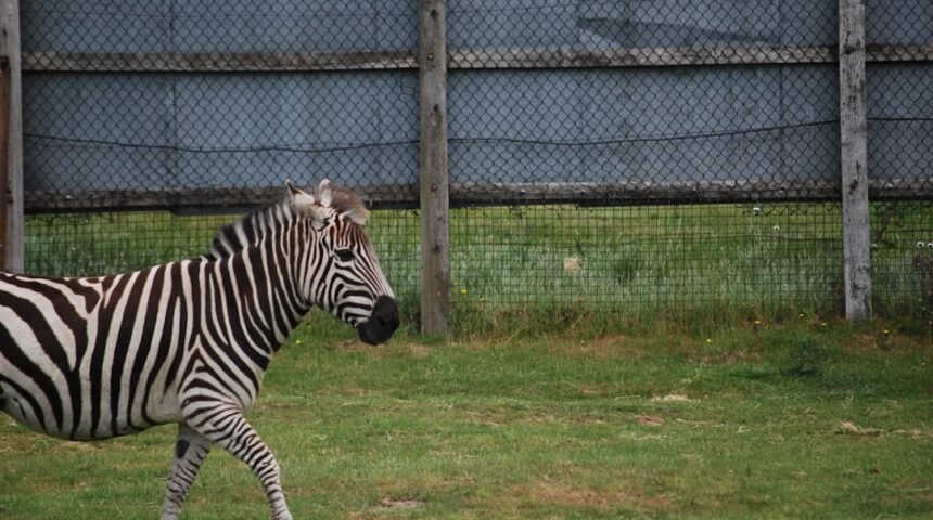 “Não há mais espaço para a ‘zebra’ no futebol: Morais destaca em amistoso”