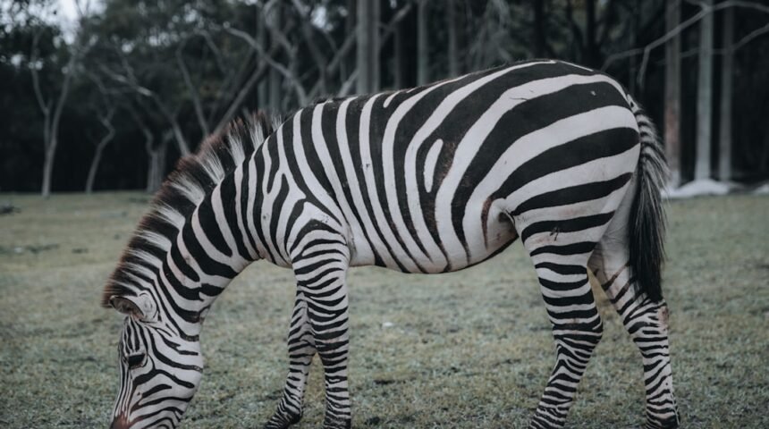 “Destaque no Amistoso: Não Há Mais Espaço para Zebras no Futebol”