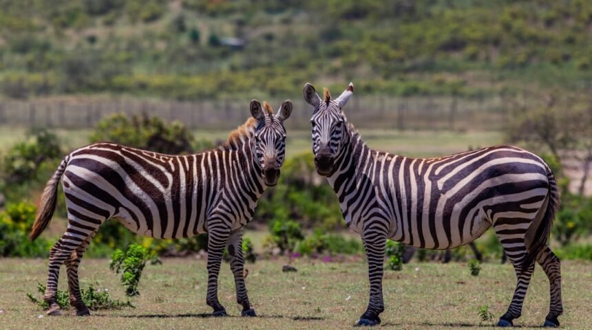 “Destaque do Amistoso: Morais Afirma que Não Há Mais Espaço para Zebras no Futebol”