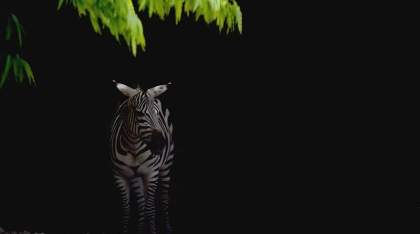 “Morais Destaca na Amizade: Não Há Mais Espaço para Zebra”