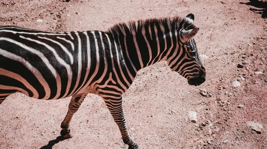 Golpe Mole: Para Morais, destaque no amistoso, não há mais espaço para zebras no futebol