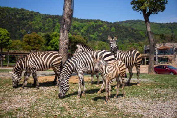 **Morais Sabe que Não Há Mais Espaço para Zebras**