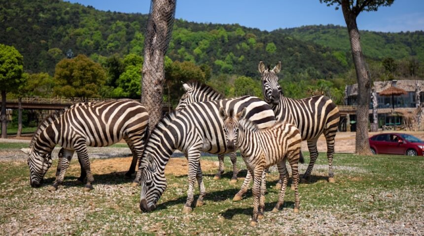 **Morais Sabe que Não Há Mais Espaço para Zebras**