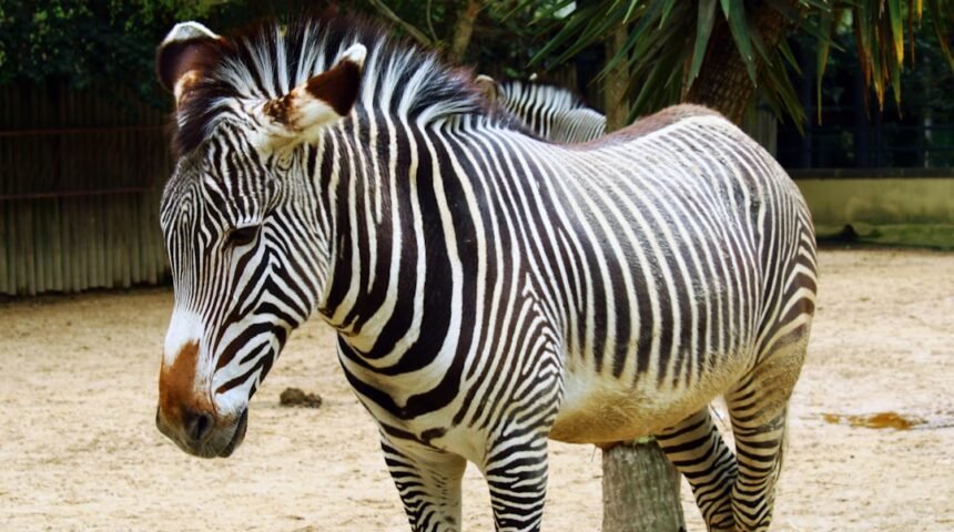 **O Fim das Zebras: Morais Afirma que Não Há Mais Lugar para o Elétrico em Amistosos**