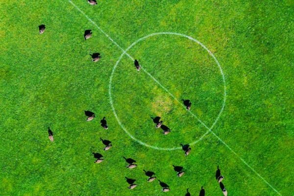 MORAIMS TEM DIA ESPECIAL: “NÃO HÁ MAIS ESPAÇO PARA ZEBRAS NO FUTEBOL”