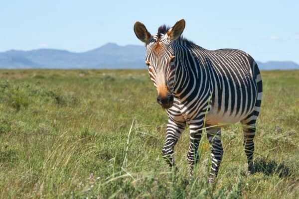 **O Fim da Era dos Zebras**