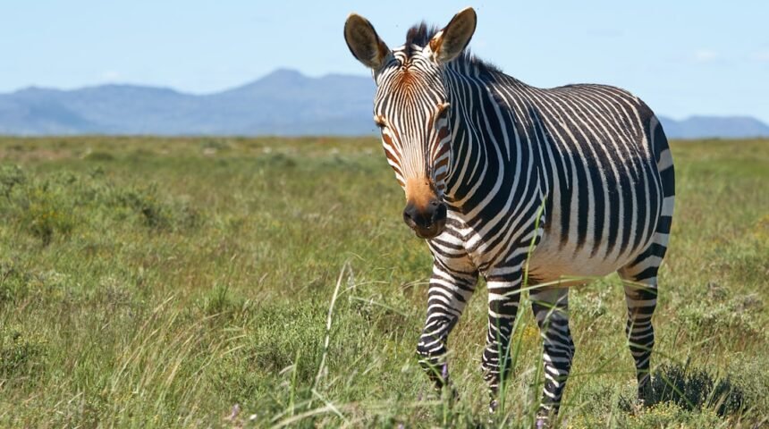 **O Fim da Era dos Zebras**