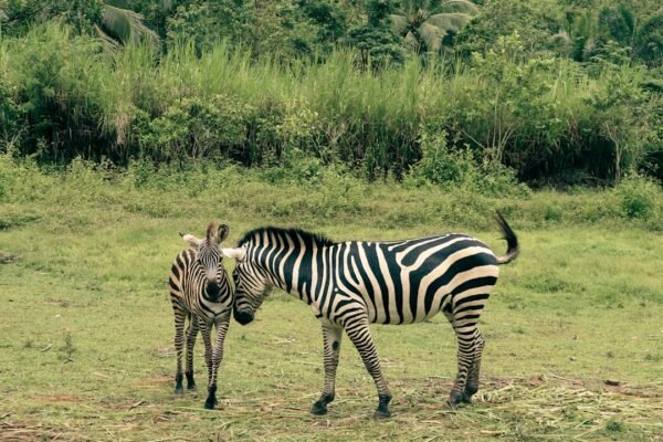 “Destaque no Amistoso: Não Há Mais Espaço para Zebras no Futebol”