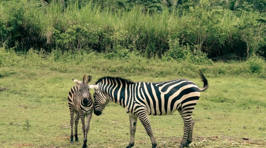 “Destaque no Amistoso: Não Há Mais Espaço para Zebras no Futebol”